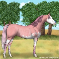 Horse Color:Watercolor Liver Red Dun Splash Rabicano 