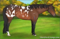 Horse Color:Bay Appaloosa 