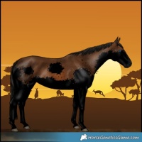 Horse Color:Gray Void Bay Splash 