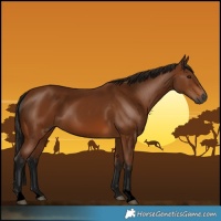 Horse Color:Gray Void Bay 