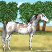Horse Color:White Spotted Brown Dun Mushroom Splash Tobiano Rabicano 