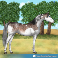 Horse Color:White Spotted Brown Dun Mushroom Splash Tobiano Brindle
