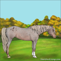Horse Color:Liver Chestnut Appaloosa 