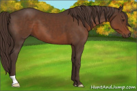 Horse Color:Liver Chestnut 