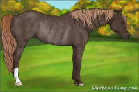 Horse Color:Liver Chestnut Rabicano 