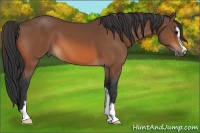 Horse Color:Bay Sabino 