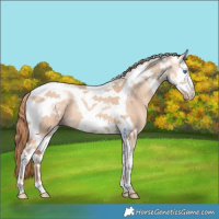 Horse Color:Gold Champagne Dun Splash Tobiano 