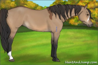 Horse Color:Bay Dun 
