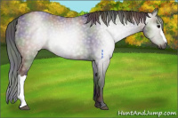 Horse Color:Gray Nacre Grullo 