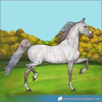 Horse Color:Nacre Silver Grullo Roan Rabicano 