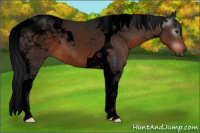 Horse Color:Gray Void Brown Tobiano 