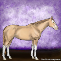 Horse Color:Gold Champagne Splash 