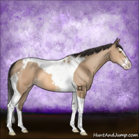 Horse Color:Amber Champagne Splash Tobiano 