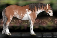 Horse Color:Bay Sabino Rabicano 
