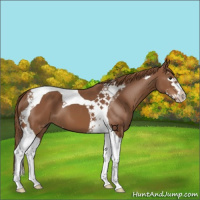 Horse Color:Chestnut Splash Tobiano