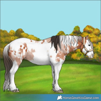 Horse Color:Bay Splash Tobiano Appaloosa  and Bay Sabino Splash Tobiano 