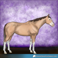 Horse Color:Amber Champagne Splash 