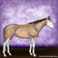 Horse Color:Amber Champagne Splash 