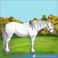 Horse Color:Gray Bay Sabino Near Leopard