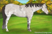 Horse Color:Classic Champagne Ice Dun Splash