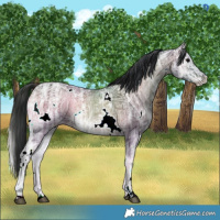 Horse Color:White Spotted Brown Ice Onyx Rabicano