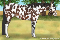 Horse Color:Bay Appaloosa