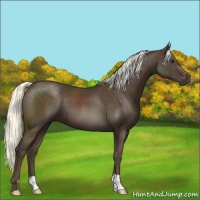 Horse Color:Liver Chestnut Mushroom 