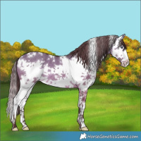 Horse Color:White Spotted Chocolate Brown Chinchilla Dun Splash Frame