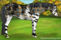 Horse Color:Plaid White Spotted Buckskin Ice