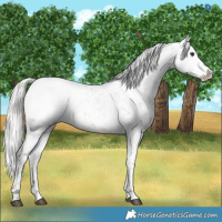 Horse Color:Silver Brown Dun Appaloosa 