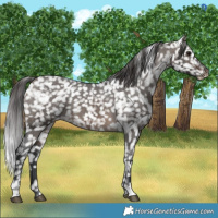 Horse Color:Brown Dun Appaloosa 