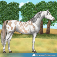 Horse Color:Brown Pearl Dun Appaloosa 