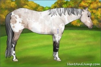 Horse Color:White Spotted Bay Roan Dun Rabicano Brindle 