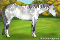 Horse Color:White Spotted Brown Chinchilla Roan Dun Appaloosa Brindle 