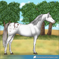 Horse Color:White Spotted Chocolate Brown Dun Appaloosa 