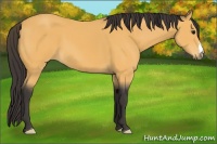 Horse Color:Buckskin 
