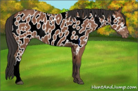 Horse Color:Bay Near Leopard 