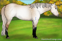 Horse Color:Gray Silver Brown Dun 