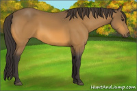 Horse Color:Buckskin 