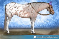 Horse Color:Brown Roan Tobiano Appaloosa 