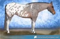 Horse Color:Brown Roan Tobiano Blanket 