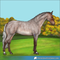 Horse Color:Silver Brown Roan 