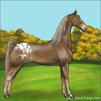 Horse Color:Chocolate Palomino Appaloosa 