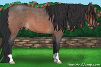 Horse Color:Brown Roan