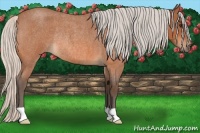 Horse Color:Silver Bay Roan Rabicano