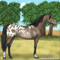 Horse Color:Brown Dun Sabino Appaloosa 