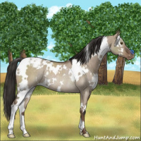 Horse Color:White Spotted Liver Red Dun Appaloosa Rabicano 