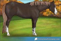 Horse Color:Liver Chestnut 