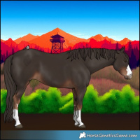 Horse Color:Liver Chestnut 