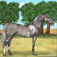 Horse Color:Platinum White Spotted Silver Brown Dun Sabino Rabicano Brindle 